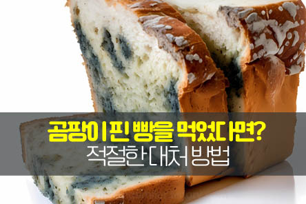 곰팡이-핀빵-대처방법-썸네일