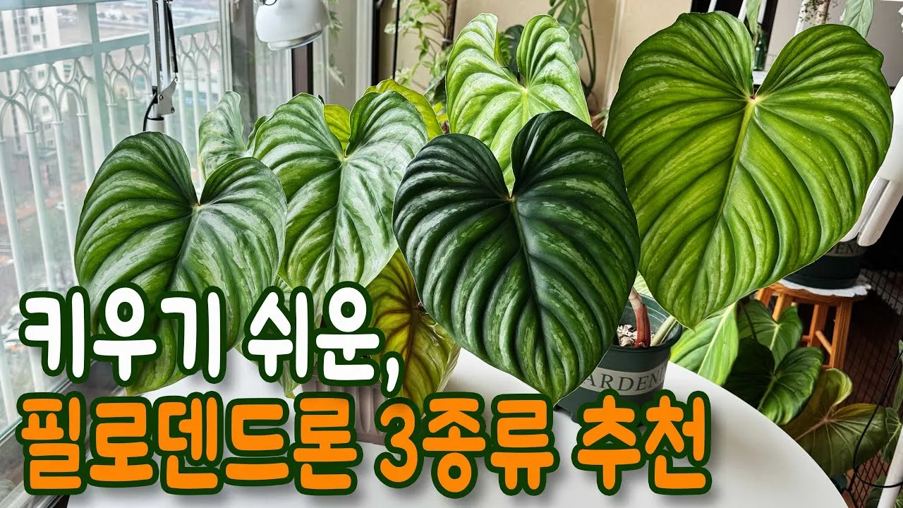 필로덴드론 물주기 지지대세우기 분갈이 비료관리 튼튼하게 키우기_5
