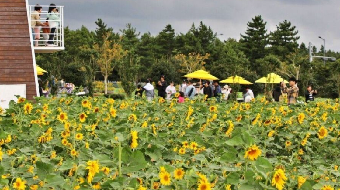 해바라기 테마를 활용한 포토존이 설치