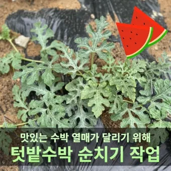 초보 수박 순치기 열매 크게 키우는 방법_7