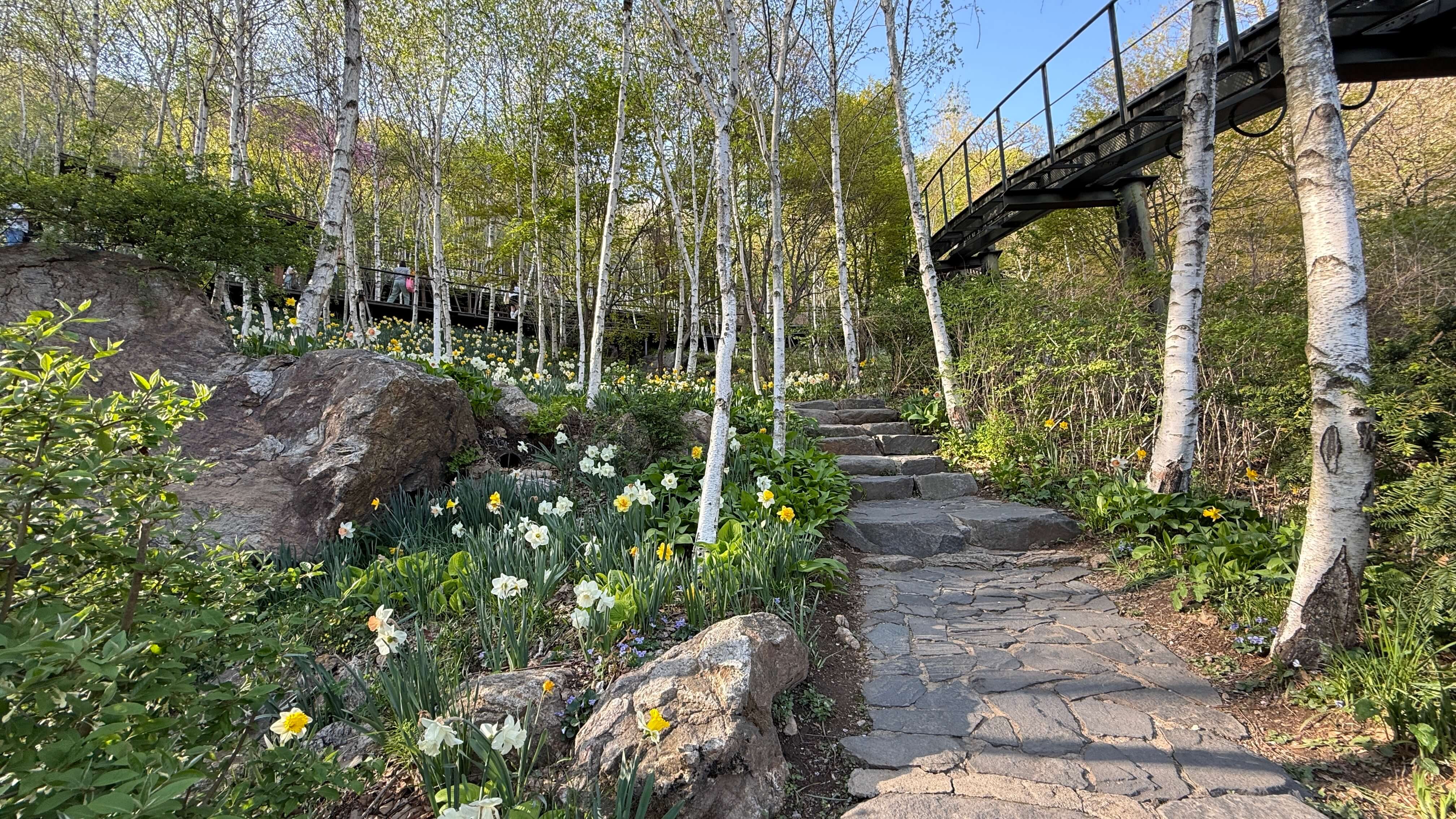 화담숲 자작나무숲 수선화