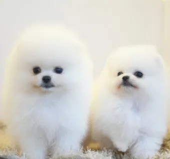 포메라니안 종류 18가지 털색깔 무늬 총정리 자료집_13