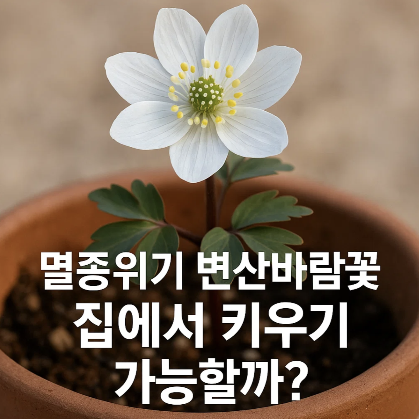 멸종위기 변산바람꽃, 집에서 키우기 가능할까?