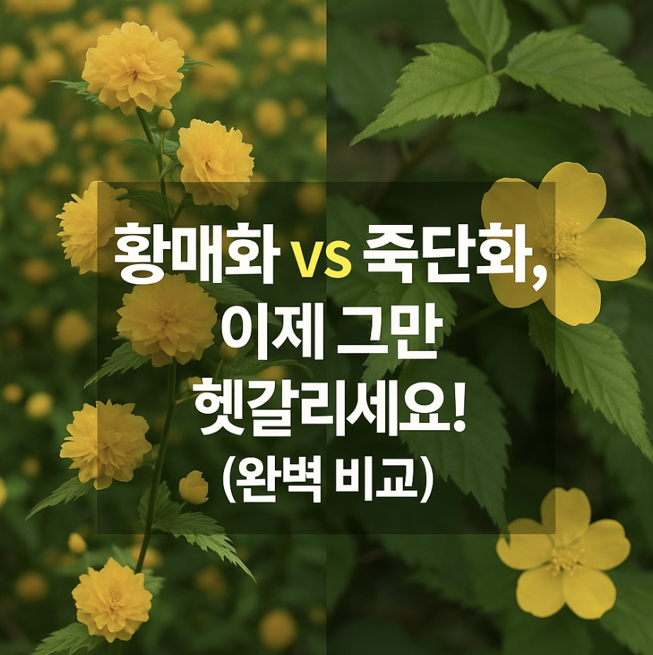 황매화 vs 죽단화, 이제 그만 헷갈리세요! (완벽 비교)