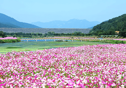 장성 황룡강 길동무 꽃길 축제 주차장 연예인
