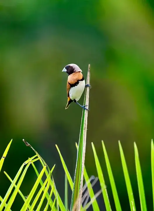 전통채색화 종이 한지