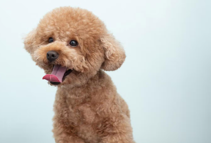 귀여운 토이 푸들.