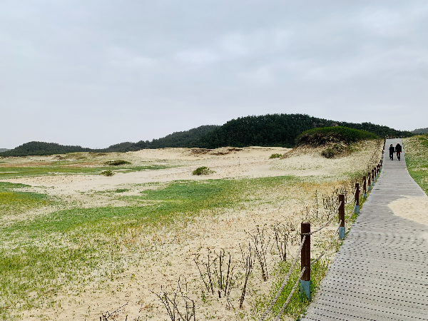 신두리 해안 사구 걷기