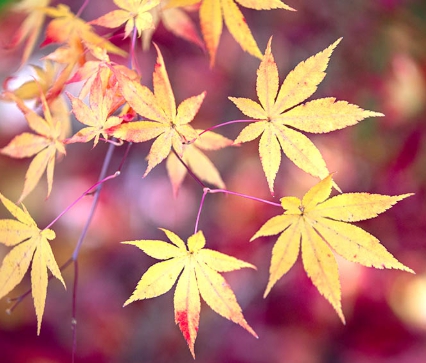 가을에 피는 꽃 단풍나무