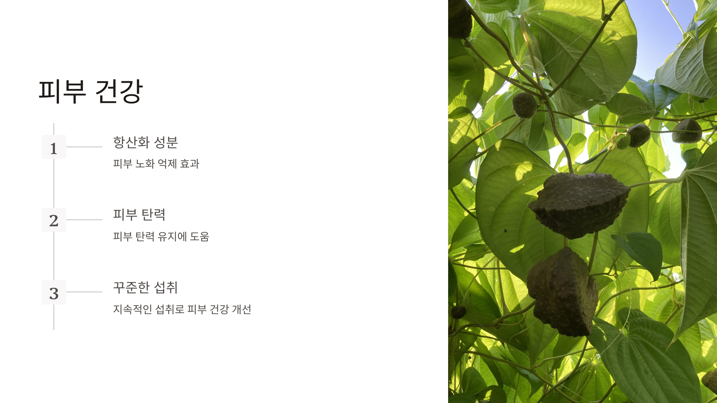 하늘마 먹는 방법 효능 부작용 보관방법 수확시기 가격