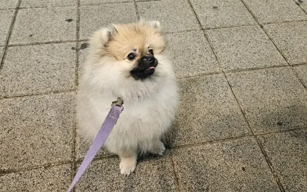 4개월 세이블 포메라니안