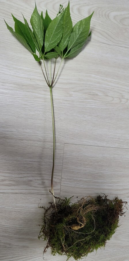 인삼-잎부터-뿌리까지-있는-전체-사진입니다.