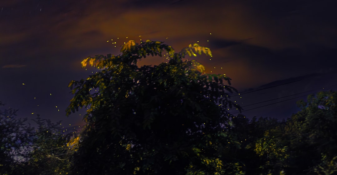 Firefly