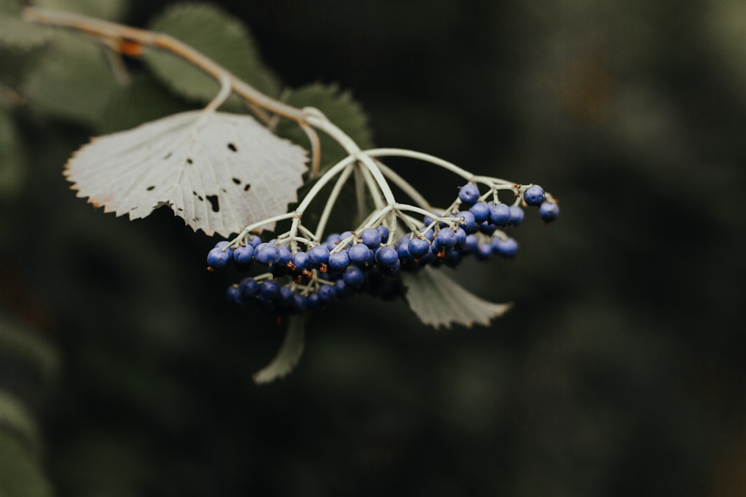 Chokeberry