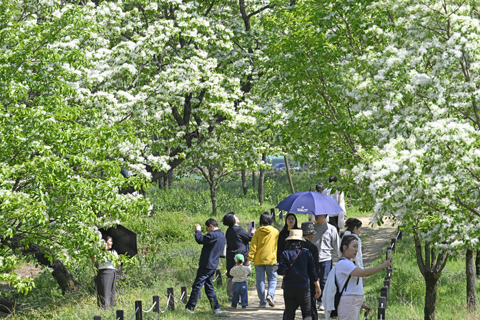 대구 달성군 교항리 이팝나무군락지 이용시간, 주차정보