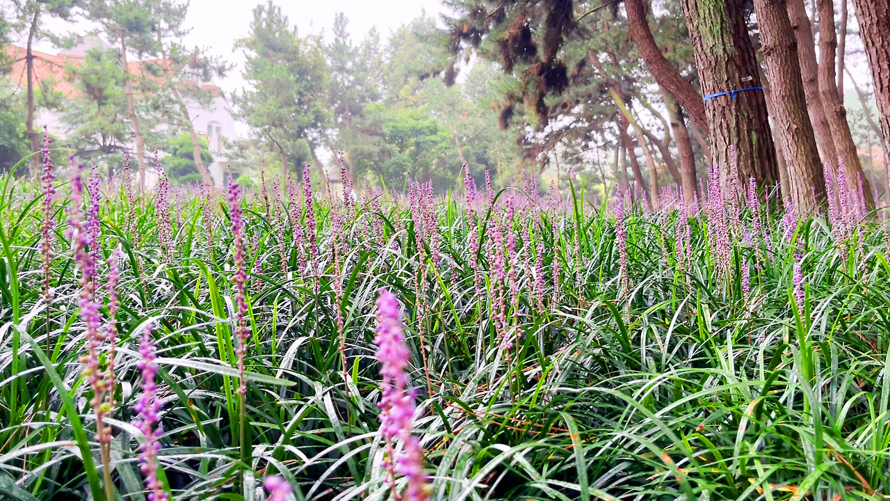 장항 맥문동꽃 축제