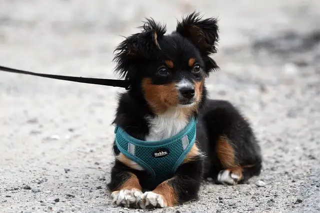 강아지 구충제 추천&amp;#44; 구충제 복용 시기와 주기&amp;#44; 먹이는 법 완벽 정리