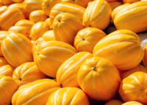 참외씨 먹어도 되나요?