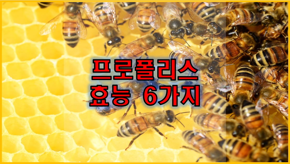 프로폴리스 효능