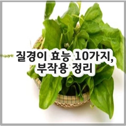 질경이 효능 10가지, 부작용 정리