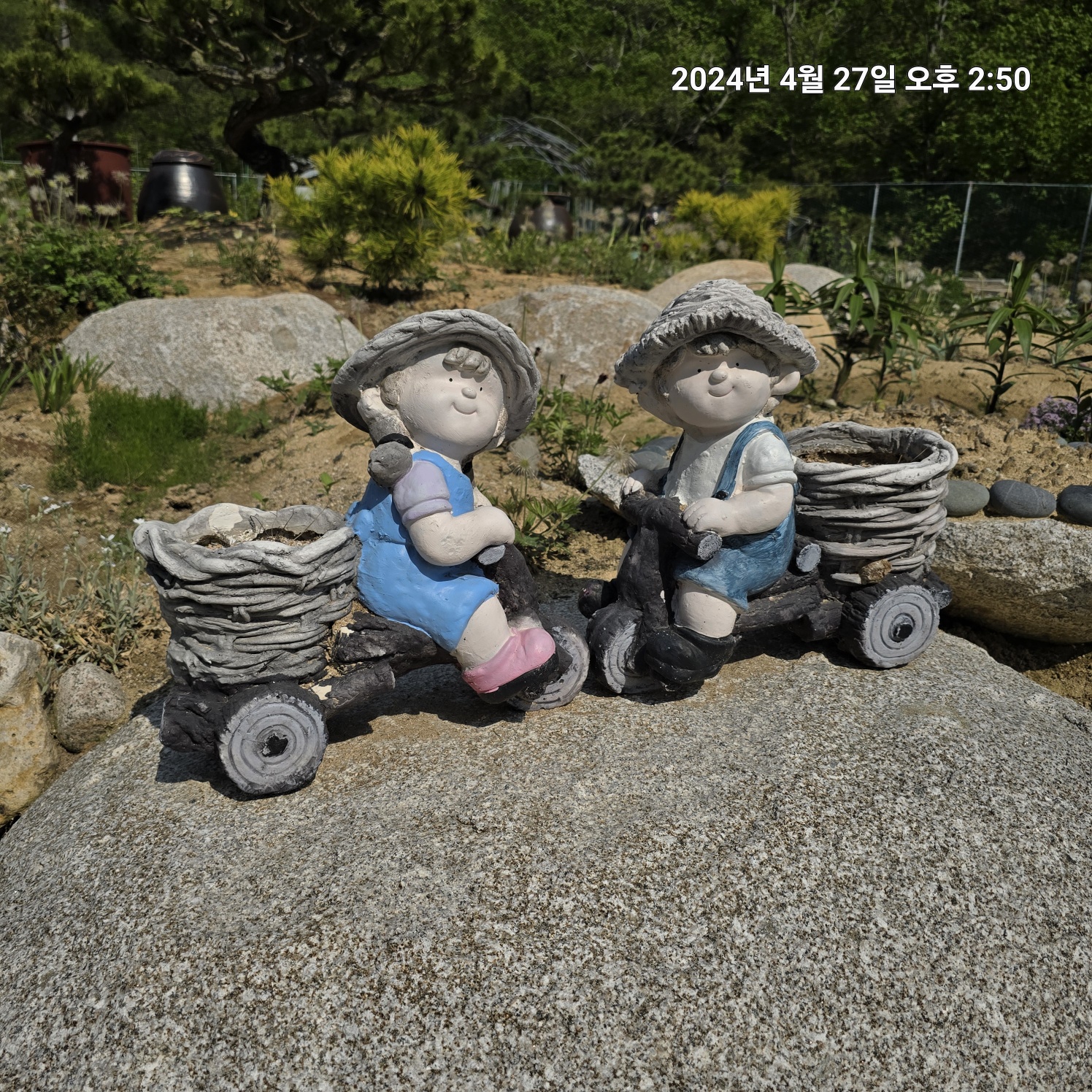 이팝&middot;조팝나무: 봄마다 느껴보는 약제로 사용되는 목상산과 수선국이라 불리는 조팝나무의 전설, 주말에 들러본 가족농장