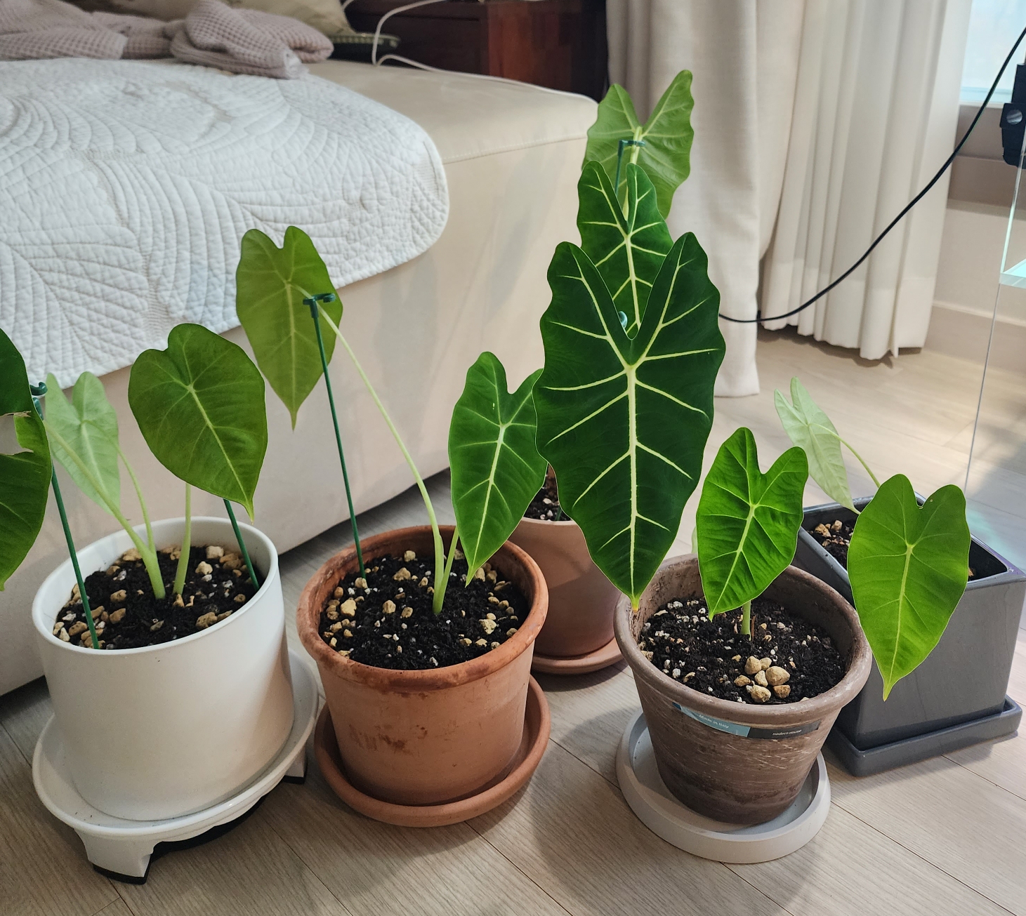 뿌리나누기 후 개별화분에 식재 완료한 프라이덱들