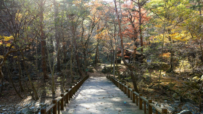 강릉 대관령자연휴양림