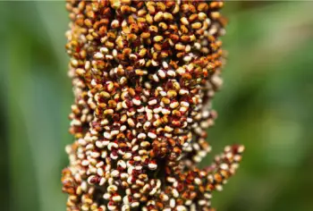 수수 가격 및 효능, 영양성분과 부작용