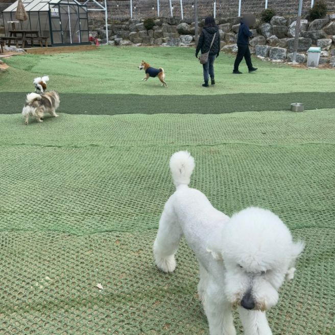 제주도 강아지 유치원 비용