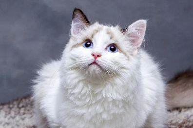 세계 고양이의 날