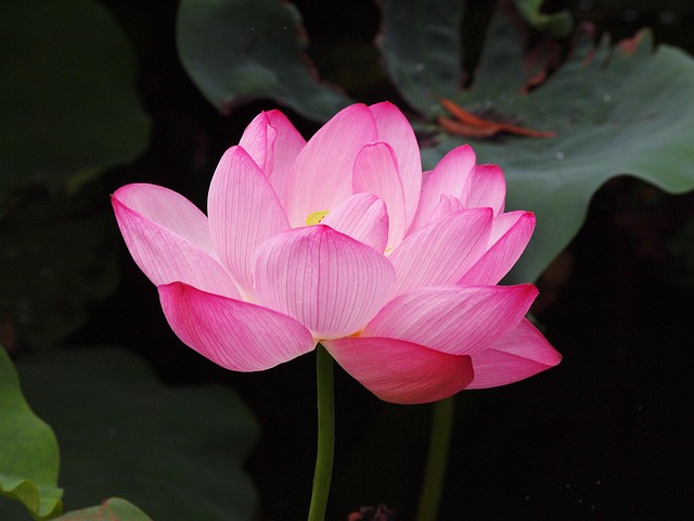 The Symbolism of Lotus Flowers in Korean Culture