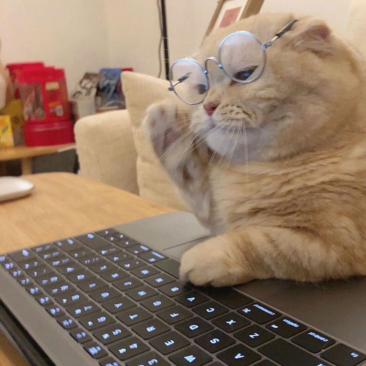 고양이-사진