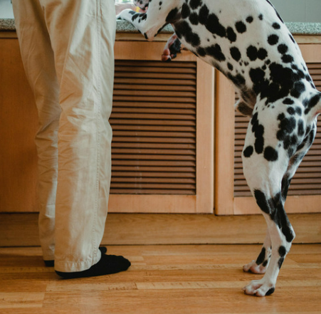 강아지 디스크&amp;#44; 수술만 답일까? 초기 증상&middot;관리&middot;예방법 총정리
