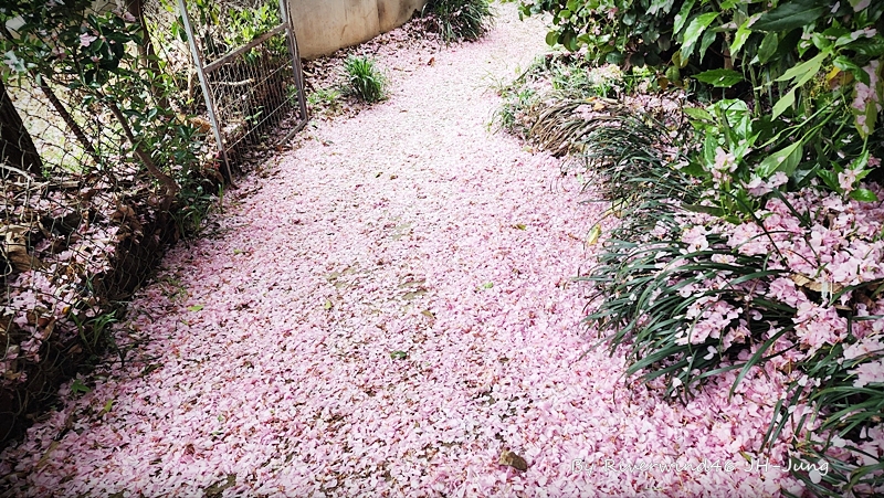 홍수처럼 떠나는 꽃잎들