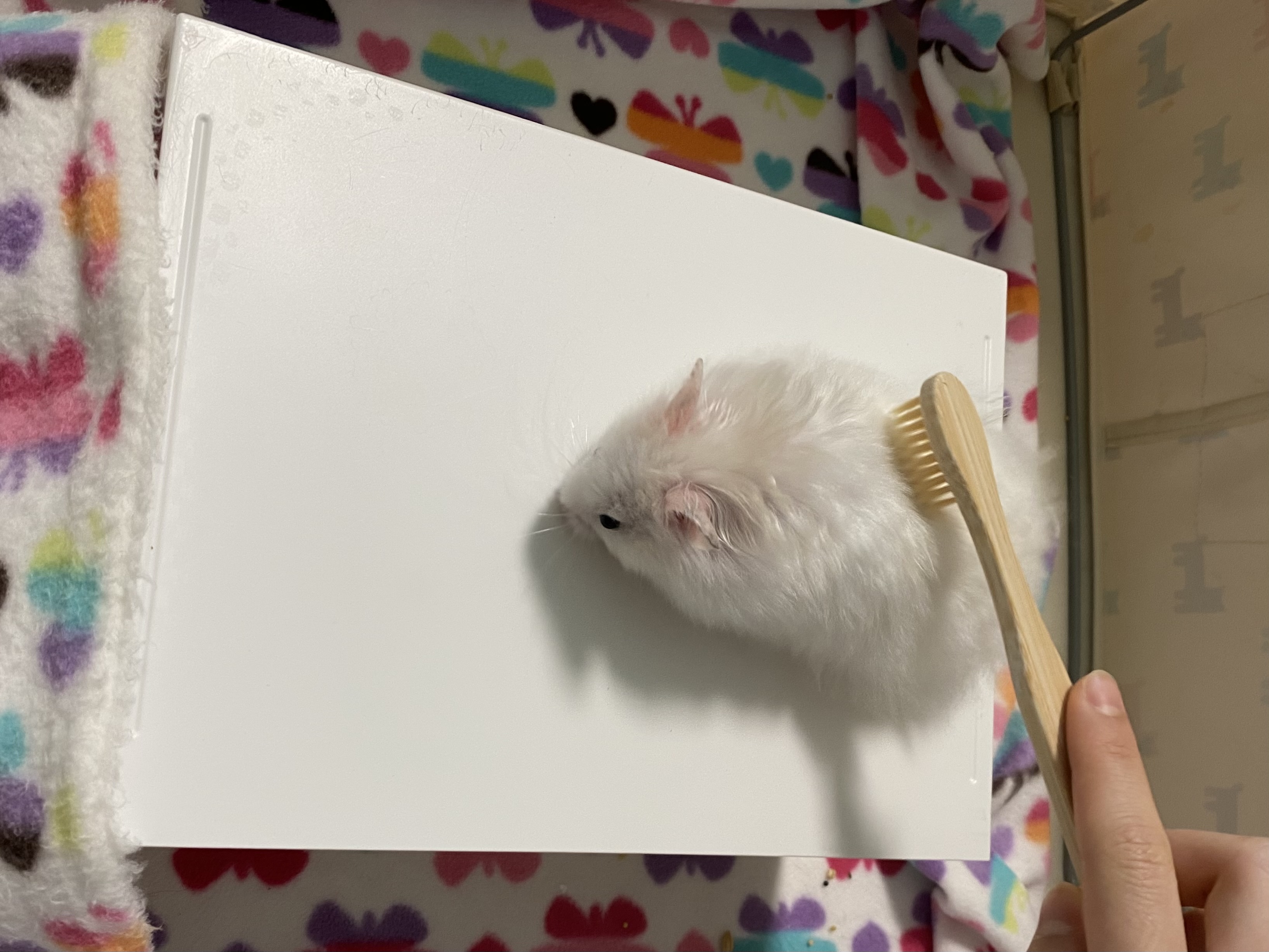 대나무 칫솔로 햄스터 털도 정리해 줍니다.