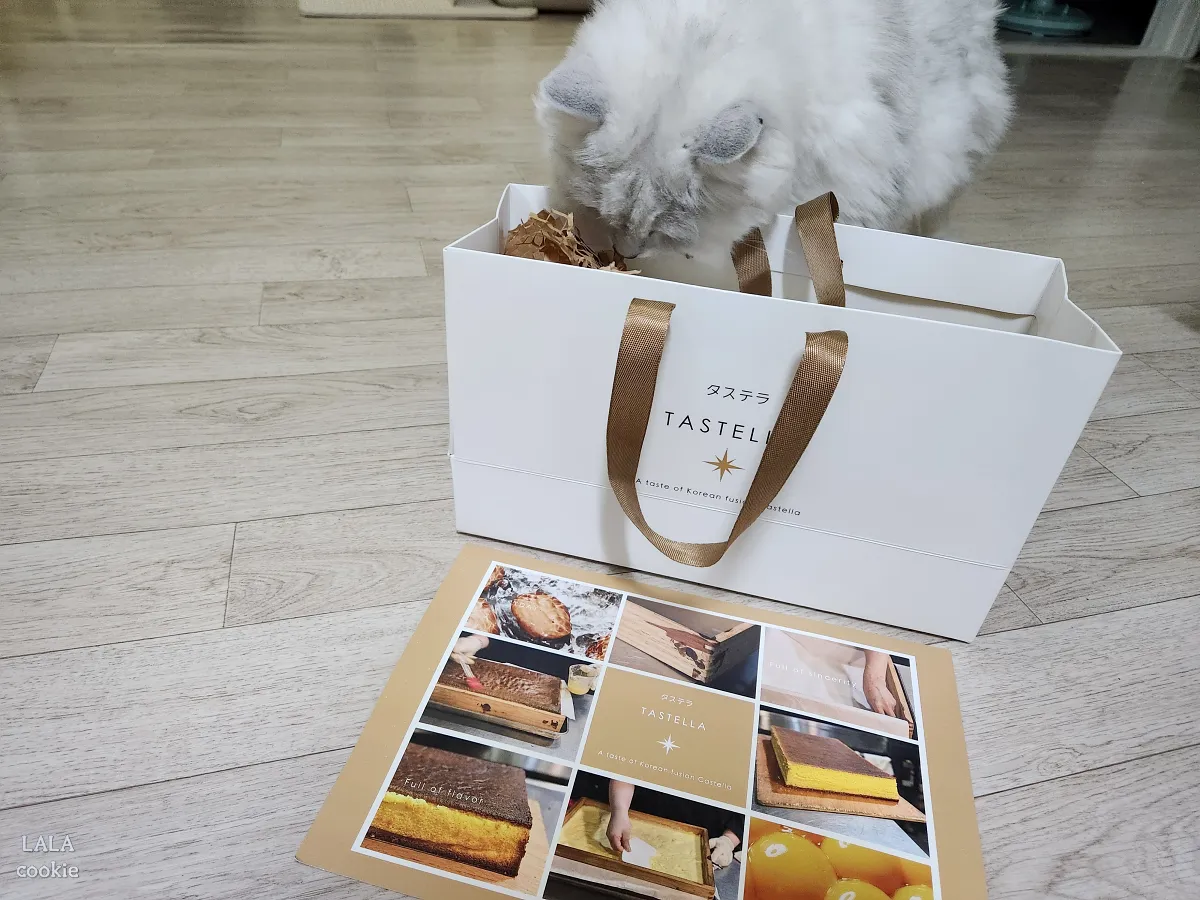 대구-중구-베이커리-카페-대봉정-카스테라-포장-쇼핑백-구경하는-고양이