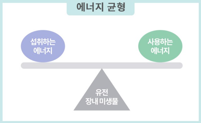 비만관리 - 체질량지수(BMI) 계산기, 살이 찌는 이유, 살빼는 방법