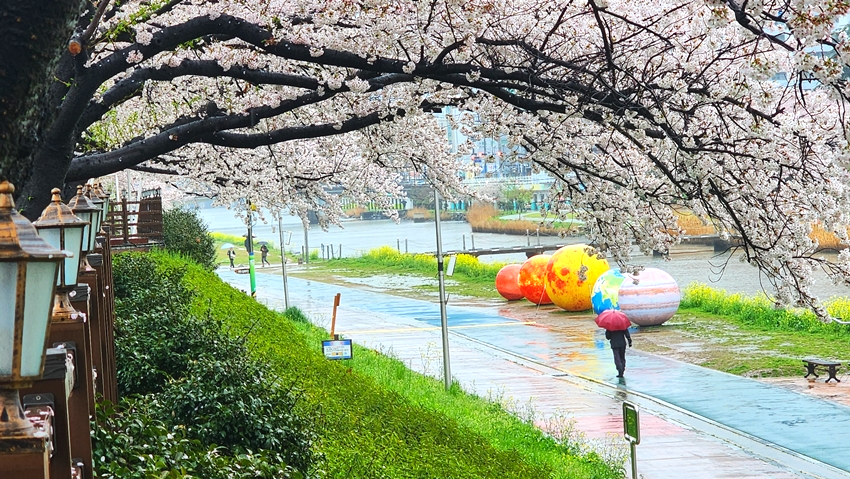 온천천 벚꽃