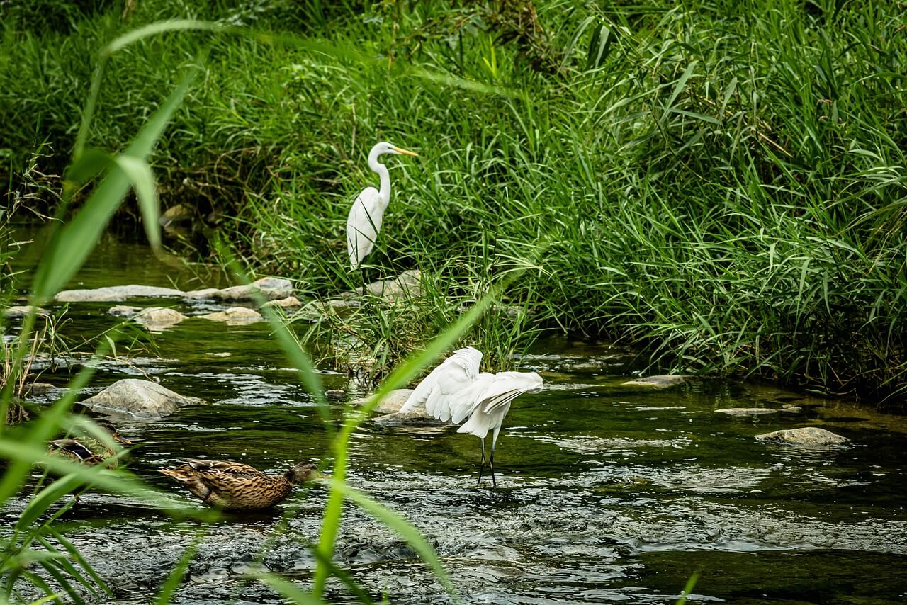 청계천 반딧불이 체험 바로가기 ▶▶ (청계천 여름 프로젝트 반딧불이)