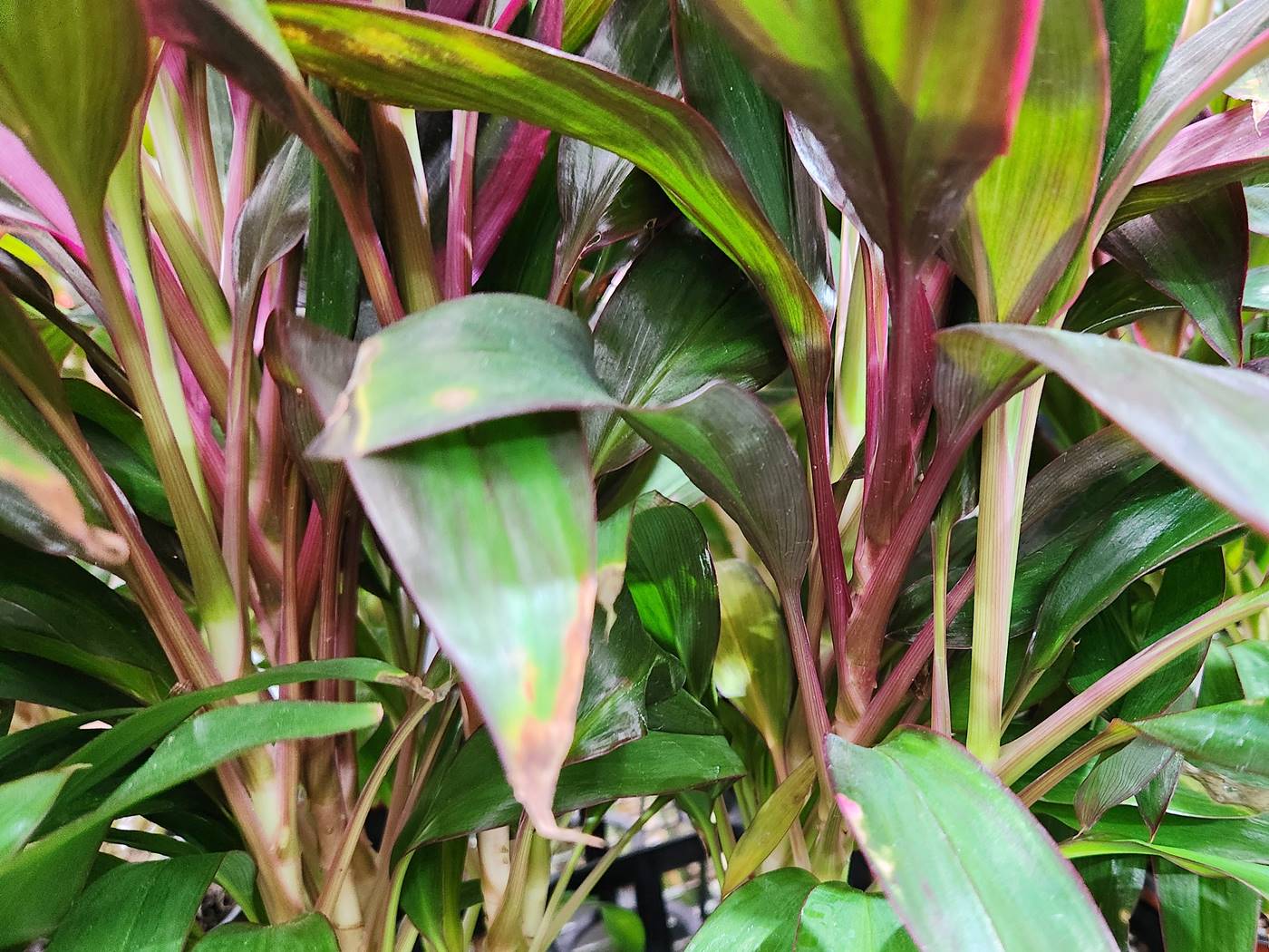 홍죽(코르딜리네 프루티코사)