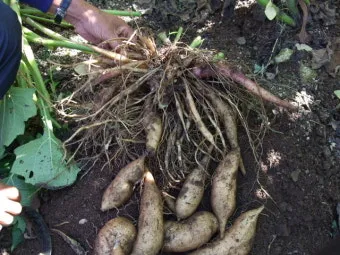 야콘 재배 덩이 비대 관리 토양 갈기 저장 요령_4