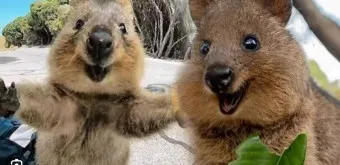 쿼카 웃는 동물 행복한 동물 특징 성격_15