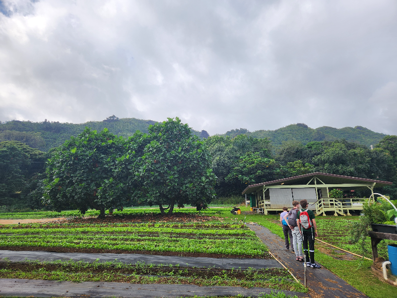 하와이 쿠알로아랜치 그로운 투어 ( 농장 투어 )