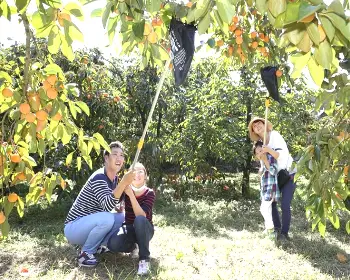 청도 반시축제_21