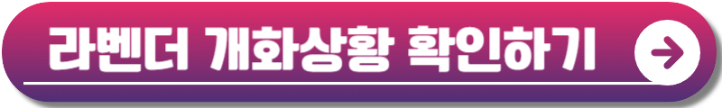 고창 청농원 라벤더시즌