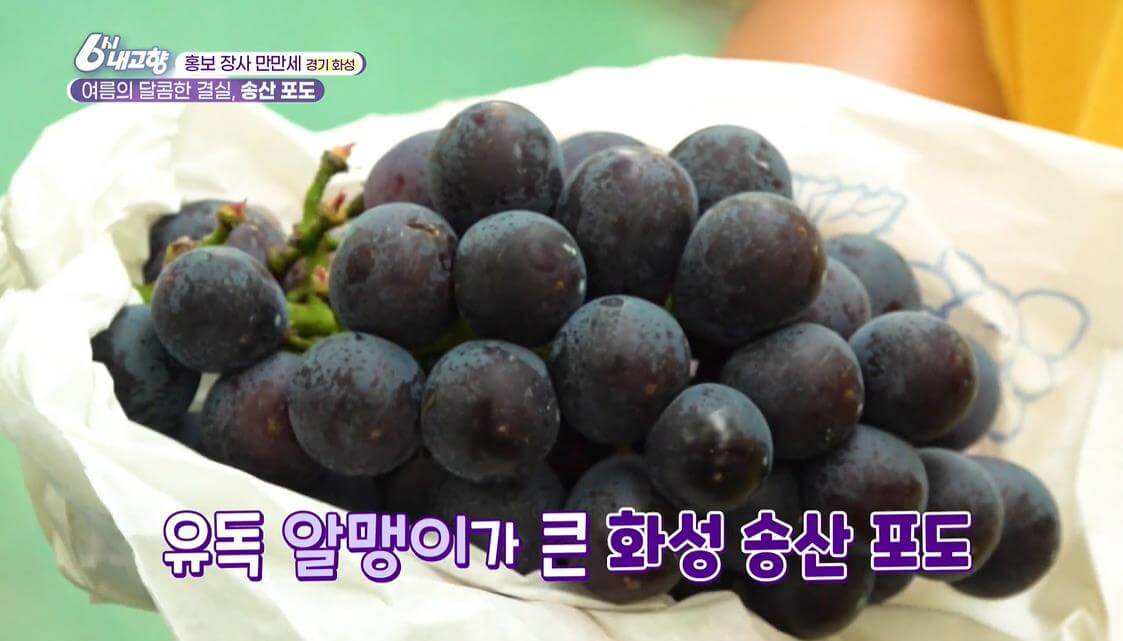6시내고향 화성 송산 포도
