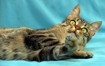 네일캡을 하는 고양이.