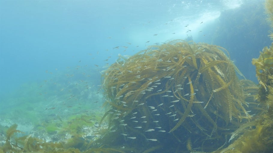 다시마 뿌리 샴퓨 다시 인기 성분 효과