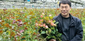 장미 재배 전정 시기 병해 예방 풍성한 개화_15