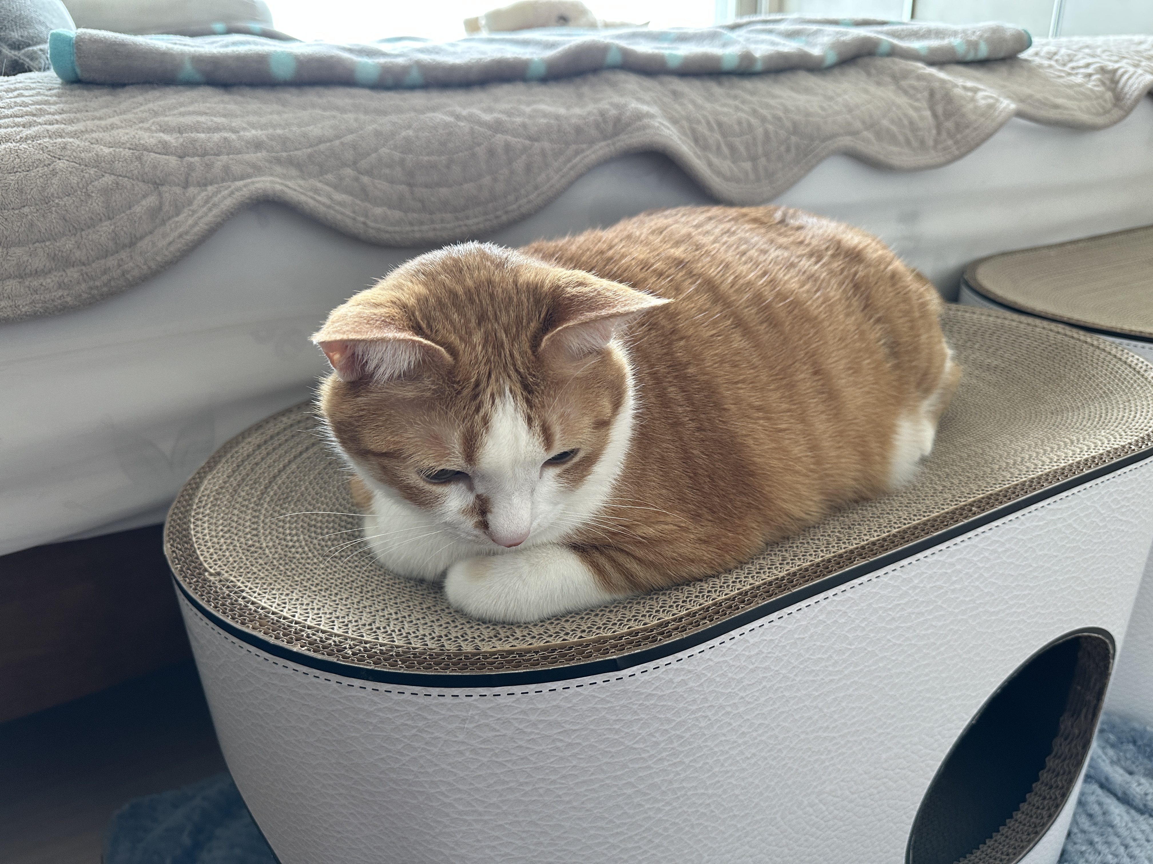 새_스크래쳐_위에서_식빵굽는_호야